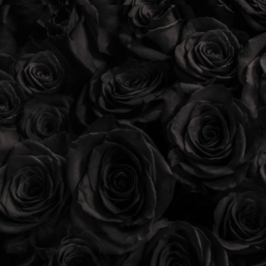 BLACK NOVEMBER OFFERS