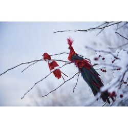 Speedtsberg - Fugl med klips 2 forskellige 19cm - fjer