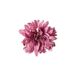 Speedtsberg - Georgine blomster hoved diameter (Purple) - 17cm