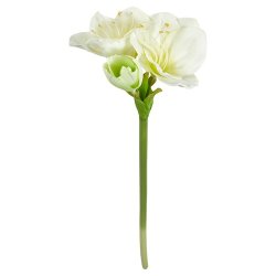 Speedtsberg - Amaryllis stilk 62cm