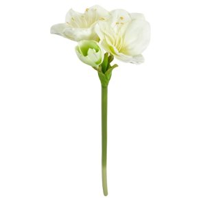 Speedtsberg - Amaryllis stilk 62cm