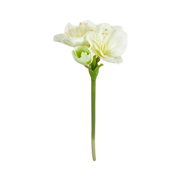 Speedtsberg - Amaryllis stilk 62cm