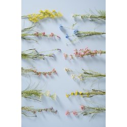 Ib Laursen - Blomst hvide og gule knopper