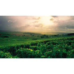 CHAMPAGNE  WINE OF KINGS AND THE KING OF WINES 160 sider