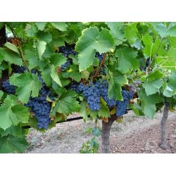 Rosevin - Frankrig -DOMAINE DE BENDEL  CTES DE PROVENCE ROS 75cl. 13%