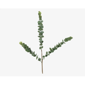 Speedtsberg - Eukalyptus Grn  stilk H.70 cm