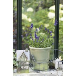 Ib Laursen Hne 6 ass. 1 stk