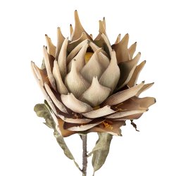 Bloomingville Protea Kunstig stilk, Natur, Plastik