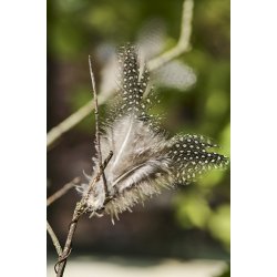 Ib Laursen -Pyntefjer brune farver med wire, 2 varianter, 1 stk