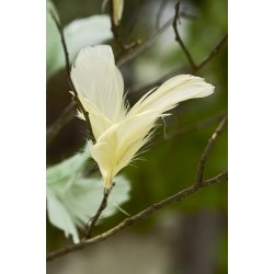 Ib Laursen -Pyntefjer gul og stvgrn farve, med wire, 2 varianter, 1 stk