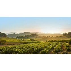 MASIA SALAT ECOLOGIC CAVA ROS�