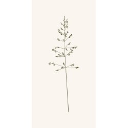 Ib Laursen Serviet Autumn Grass 16 stk pr pakke