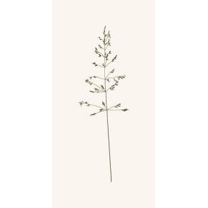 Ib Laursen Serviet Autumn Grass 16 stk pr pakke