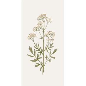 Ib Laursen Serviet Flora Skrmblomst 16 stk, pr. pakke