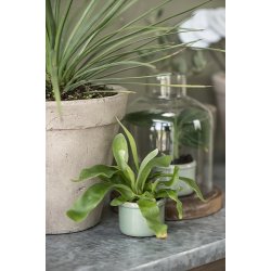 Ib Laursen Skjuler mini Hilda krakeleret glasur lysegrn