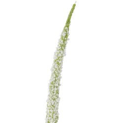 Bloomingville Foxtail Stilk, Hvid, Kunstig Blomst